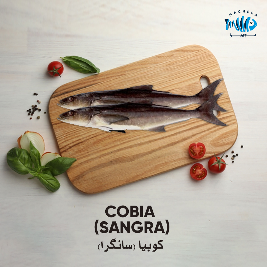 Cobia (Sangra)
