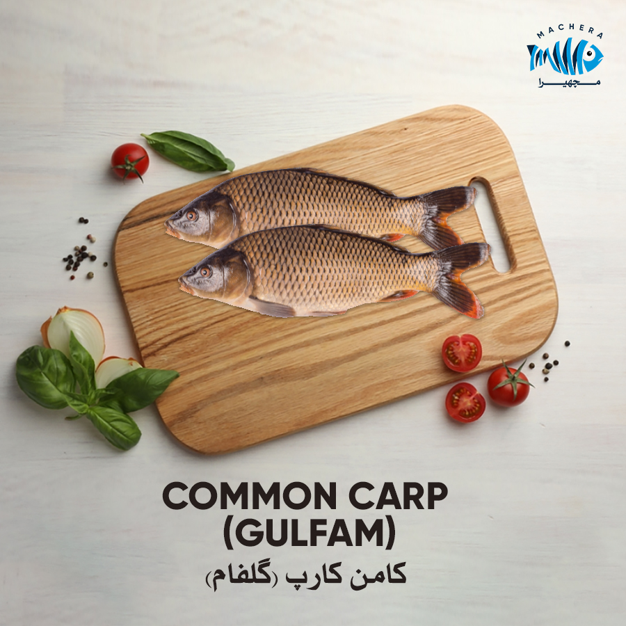 Common Carp (Gulfam)