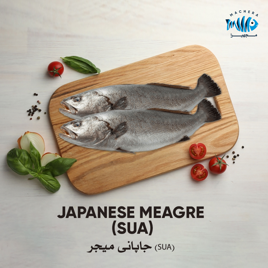 Japanese Meagre (Sua)