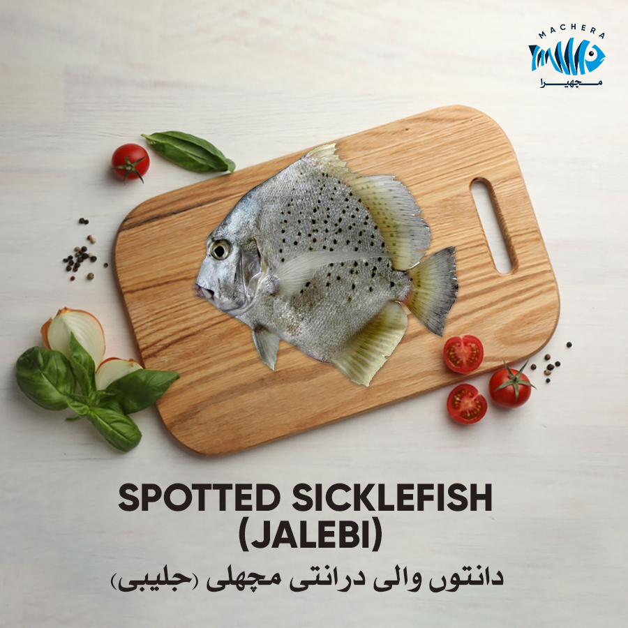 Spotted Sicklefish (Jalebi)