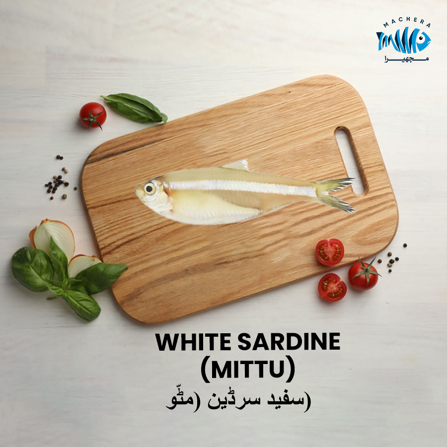 white Sardine